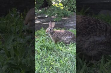 Cute bunny sniffing #nature #cattv #animals  #cuteanimals