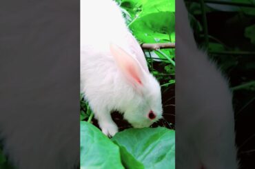 Rabbit cute baby #rabbit #animals #shors
