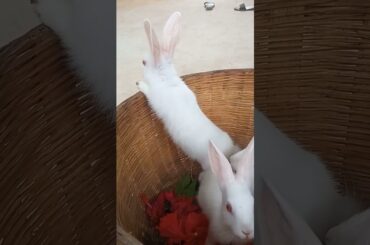 cute bunny #ytshort #ytviral #cutebunny