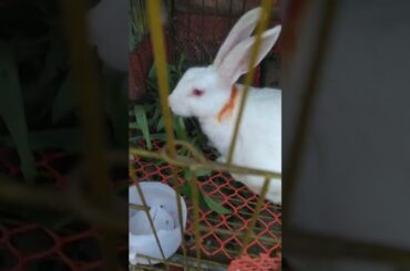 my cute baby rabbit #rabbit #khorgosh #bunny @Asadpets