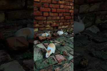 cute baby rabbit is coming have me