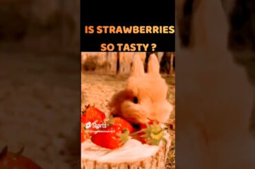cute rabbit eating strawberry #shorts #rabbit