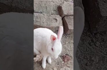 cute baby rabbit chiku beautiful and lovely #trending #cute #virel #rabbit #chiku #funny