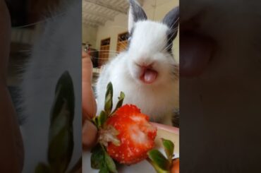 cute baby bunny #ytshorts #bunnies #shortsfeed #cuteanimals #funniestcutie
