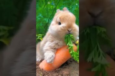 cute Bunny #ytshort #ytviral #pets #youtubeshorts