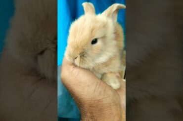 very cute bunny #cutebunny #cutebunnyrabbit
