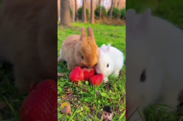 cute baby rabbit#viral #rabbit #animals