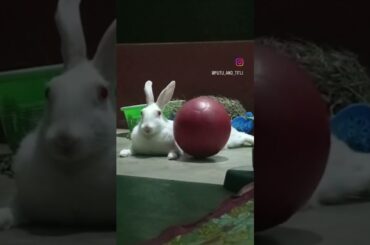Masoom #putuandtitli #viral #shortvideo #cute #rabbit #viralvideo #bunny