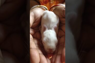 cute baby rabbit/@cutebunnies193