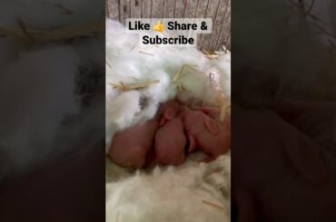 New Rabbit Baby Born #cute #rabbits #animals #animalsloversgrw #pets #
