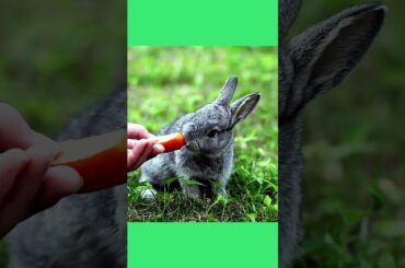 #cute #rabbit #shorts
