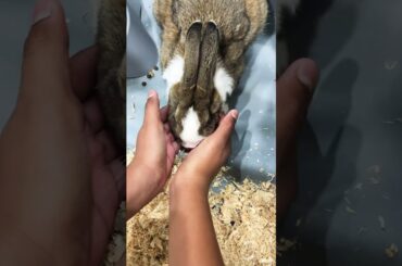 #cute #bunny #rabbit ##bunnylove