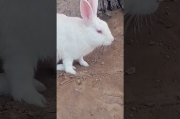 cute baby rabbit chiku beautiful rabbit and beautiful #trending #rabbit #virel #funny #vitel #cute