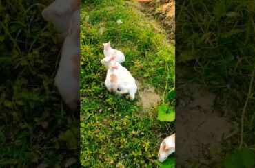 cute rabbit family