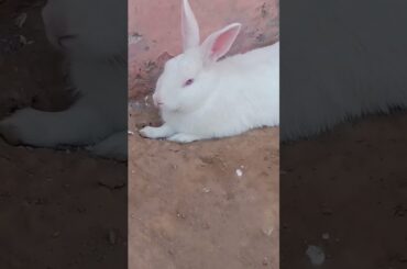 cute baby rabbit chiku rabbit beautiful #cute #trending #rabbit #funny #virel #chiku