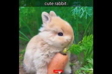 cute rabbit....#viral #youtubeshorts
