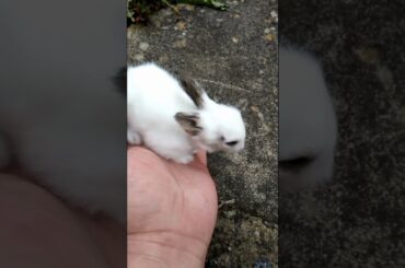BABY BUNNY CUTE RABBITS