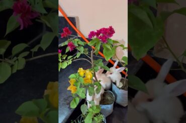 Cute rabbit bunny #shortsfeed #pets #rabbiteating #10secondsstatus