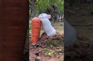 cute baby rabbit#viral #rabbit #animals