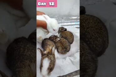 Baby Rabbit growing Up Day by Day