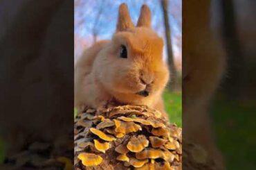 #cute #rabbit #pet #dog
