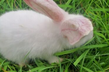 Baby Rabbit Video - Cutty Rabbit - white cute baby rabbit