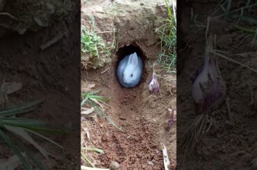 Cute Rabbit #rabbit #baby