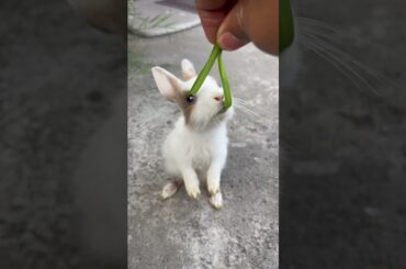 Cute baby bunny standing video #shortsfeed #pets #khargosh #viralshortvideo #latestshorts