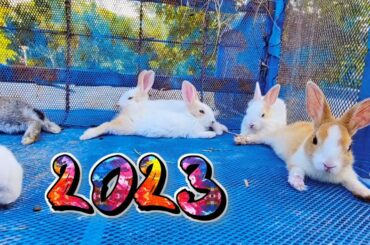 OMG - The Cutest Baby Bunny Rabbit Of 2023