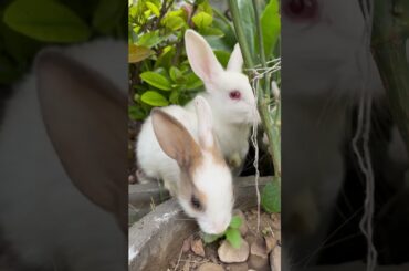 Cute bunny #shortsfeed #khargosh #pets #rabbit #rabbiteating