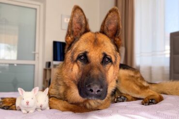 German Shepherd and Cute Tiny Bunnies