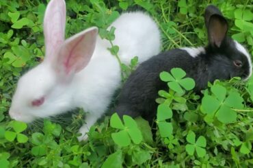 Funny and Cute Baby Bunny Rabbit Videos - Baby Animal Video Compilation - Funny Baby Rabbit Videos