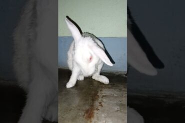 #cute #rabbit #viral #shorts #trending