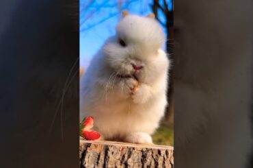Cute Bunny Eating Strawberry | Cute Baby Bunny #Shorts #viral #trending #bunny