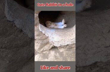 Cute rabbit in a hole #shorts #funny #viral