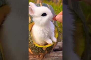 cute rabbit A beautiful moments #rabbit #shorts