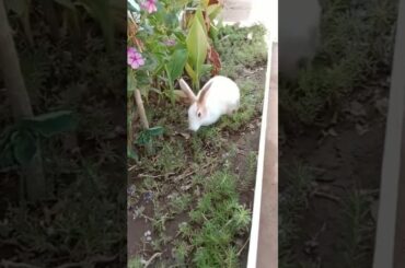 CUTE BABY BUNNY FIRST TIME JUMPING #shorts #short #viral #animals #cutebaby #viralvideo #shortvideo