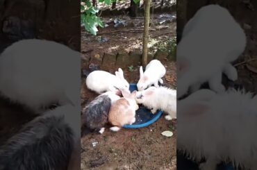 flower #kelinci #kelincilucu #bunny #rabbit #bermainkelinci #cutebunny #cute #merawatkelinci