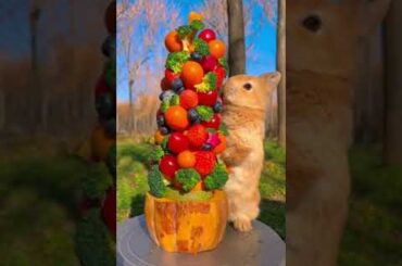 #cute #rabbit #pet #dog