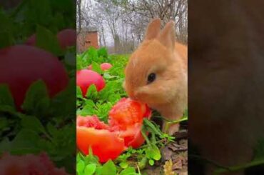 #cute #rabbit #pet #dog