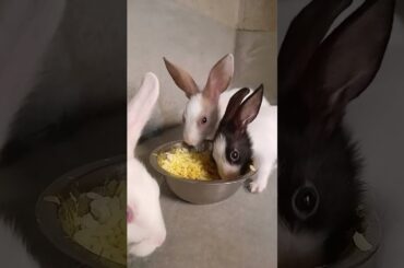 Cute Baby Rabbit Eating #short #shorts #rabbit #bunny #animal #viralvideo #viral #animals #pets #pet