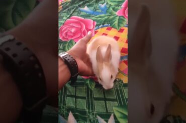 too cute rabbit