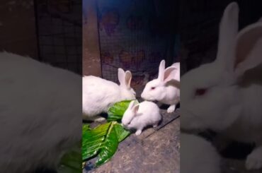 Cute Baby Rabbits Playing,Feeding Activities | Bunny Rabbit(Baby Rabbits)#RunnyRabbits #Babyrabbits