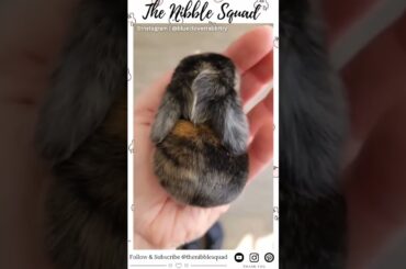 Baby rabbit | Cute bunny | Pet rabbit #shortvideo #shorts #short #bunny #rabbit #viral #ytshorts