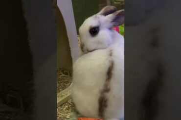 #cute #rabbit #shorts