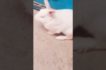 cute baby rabbit chiku beautiful #cute #trending #rabbit #chiku #funny #help #vitel #vitel