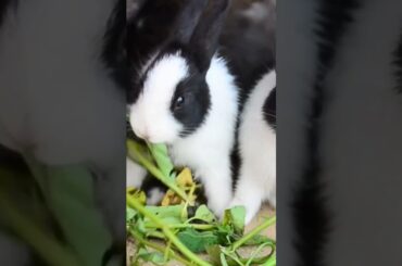 Cute Bunny Eating Grass