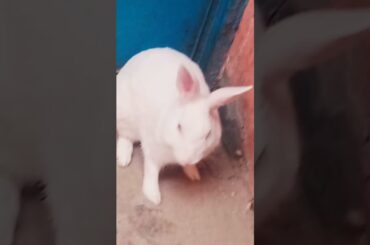 cute baby rabbit chiku rabbit beautiful #cute #virel #virel #trending #rabbit #help #chiku #vitel