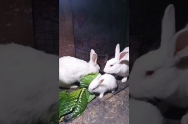 Cute Baby Rabbits Playing,Feeding Activities | Bunny Rabbit(Baby Rabbits)#RunnyRabbits #Babyrabbits