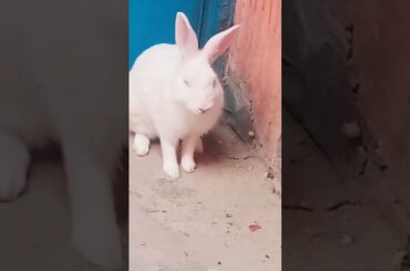cute baby rabbit chiku beautiful #cute #virel #trending #trending #chiku #chiku #rabbit #funny